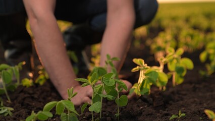 farmer hands, hand planting fresh seedling sunset, young sprout business, food planting sprouts...