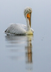 Dalmatian Pelican of Kerkini Lake
