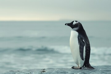 Fototapeta premium Majestic White Goat on a Misty Cliff Edge