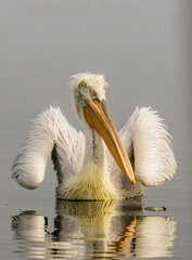 Dalmatian Pelican of Kerkini Lake