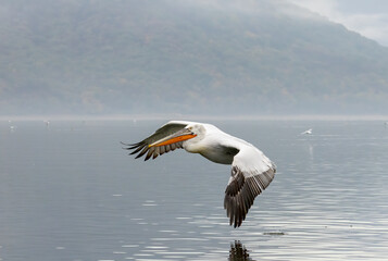 Dalmatian Pelican of Kerkini Lake