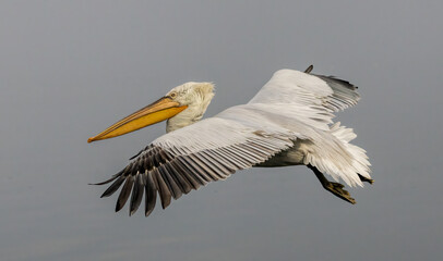 Dalmatian Pelican of Kerkini Lake