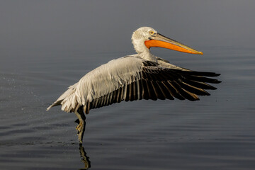 Dalmatian Pelican of Kerkini Lake