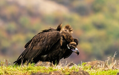 Cinereous vulture sitting on feeding station