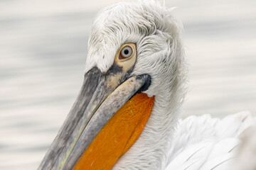 Dalmatian Pelican of Kerkini Lake