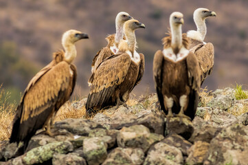 Griffon Vulture (Gyps fulvus) on feeding station