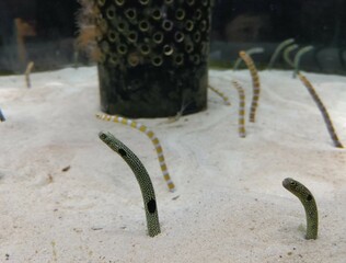 海底のチンアナゴ　〜Chinese eel