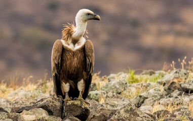 Griffon Vulture (Gyps fulvus) on feeding station