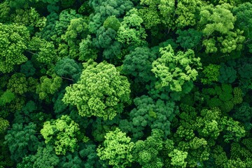 View from above shows a lush forest with a high density of trees creating a canopy of greenery