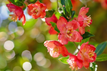 closeup of pomegranate flowers in bloom on farm