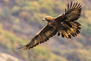 Action photography of Golden Eagle