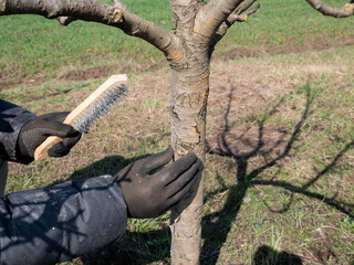 The trunk of a fruit tree is cleaned of old bark with a metal brush. Gardening. Spring garden care. © Vasyl