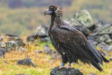 Cinereous vulture sitting on feeding station