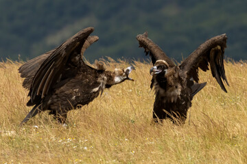 Cinereous vulture sitting on feeding station
