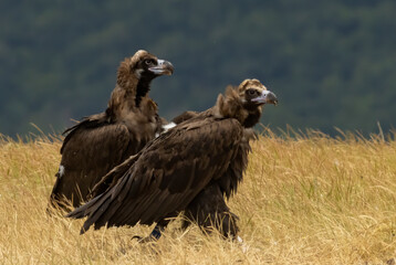 Cinereous vulture sitting on feeding station