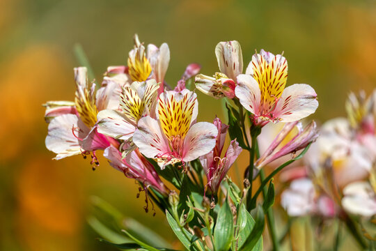 Alstroemeria ligtu, flower species of flowering plant in the family Alstroemeriaceae. Quindio department, Colombia
