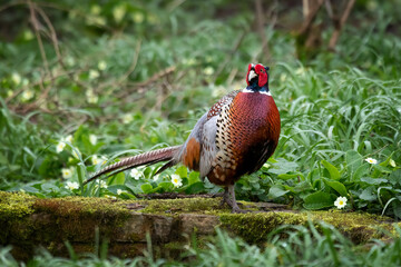Standing proud and facing towards the camera is a male pheasant, Phasianus colchicus. He is standing among primroses in wild vegetation