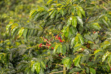 Coffea arabica, known as the Arabica coffee, species of flowering plant in the coffee and madder family Rubiaceae. Antioquia department, Colombia - obrazy, fototapety, plakaty