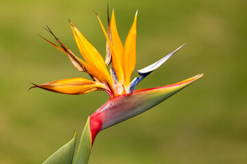 Strelitzia reginae, commonly known as the crane flower, bird of paradise, or isigude in Nguni,...
