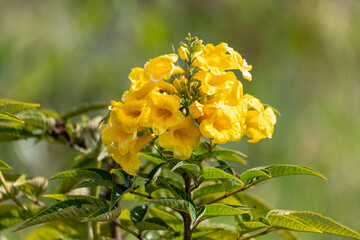 Tecoma stans, flower yellow trumpetbush, yellow bells or yellow elder. Species of flowering...