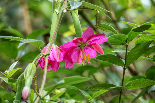 Passiflora tripartita, called curuba, tumbo, curuba de Castilla and tumbo serrano, flower species of Passiflora. Cundinamarca Department, Colombia