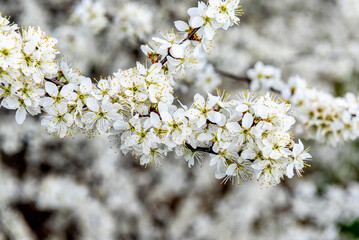 Close-up der weißen Blüten, Blütenblätter und gelben Stempel einer Schlehe an einem Ast vor unscharfen weißem Hintergrund