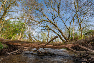 Abgestorbener, umgefallener Baum liegt quer über einem Bach mit klarem Wasser in einem Waldstück an der Uferböschung bei schönem Wetter inm Frühling