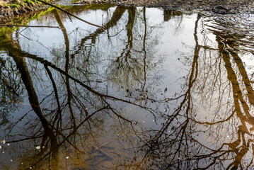 Stämme von unbelaubten Bäumen spiegeln sich auf der Wasseroberfläche eines Baches bei Sonnenschein und ruhigem Wasserlauf