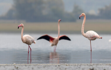 Greater flamingo`s flock in national park in Greece
