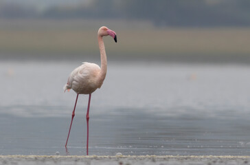 Obraz premium Greater flamingo`s flock in national park in Greece