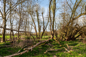 Laublose, teilweise durch Biberfraß umgefallene und abgestorbene Bäume in einem Waldstück mit Naturwiese im Frühling bei schönem Wetter - 768541737