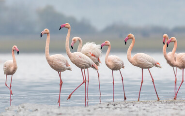 Greater flamingo`s flock in national park in Greece