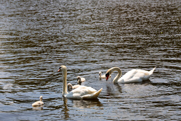 Swans with chicks in the water in the netherlands