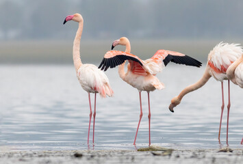Greater flamingo`s flock in national park in Greece