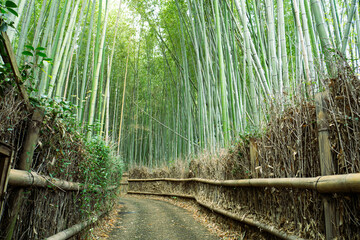 京都のフォトスポット、嵯峨野の竹林