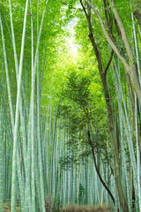 京都のフォトスポット、嵯峨野の竹林