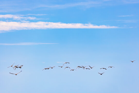 Flock of geese flying away at spring