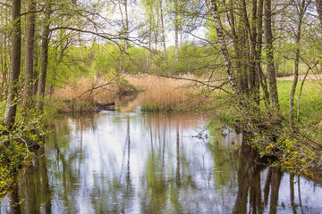 Fototapeta na wymiar River in a budding deciduous forest at spring
