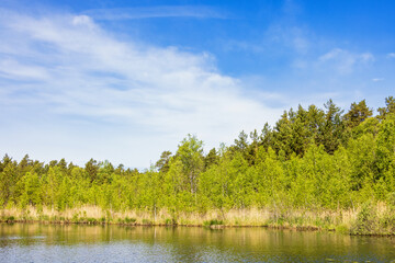 Forest lake with lush green birch trees by the waters edge