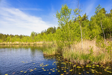 Lake in a woodland with lush green trees a sunny summer day