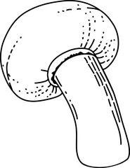 Vector mushroom drawing. Line art style - 768543580