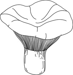 Vector mushroom drawing. Line art style - 768543589