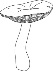 Vector mushroom drawing. Line art style - 768543595
