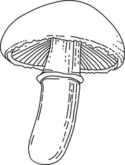 Vector mushroom drawing. Line art style - 768543596