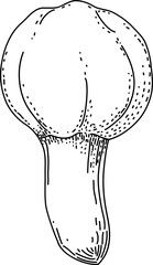 Vector mushroom drawing. Line art style - 768543599