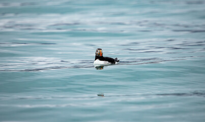 Atlantic Puffin on the water, Svalbard
