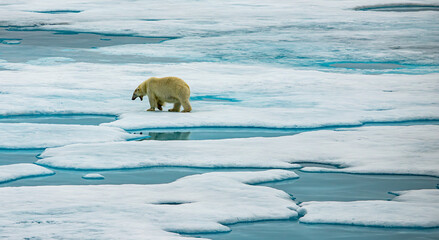 female Polar bear on the sea ice, Svalbard