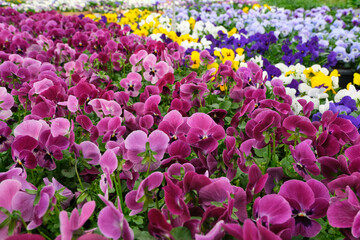 Vibrant pansy or viola blossoms in a variety of colors, patterns and shapes in a garden centre for sale in spring.