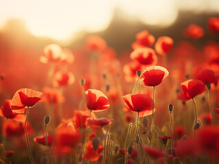 Golden sunlight filters through a vibrant field of red poppies at sunset