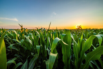 Fototapeta premium Vibrant cornfield basking in the warm glow of a sunset under a clear sky